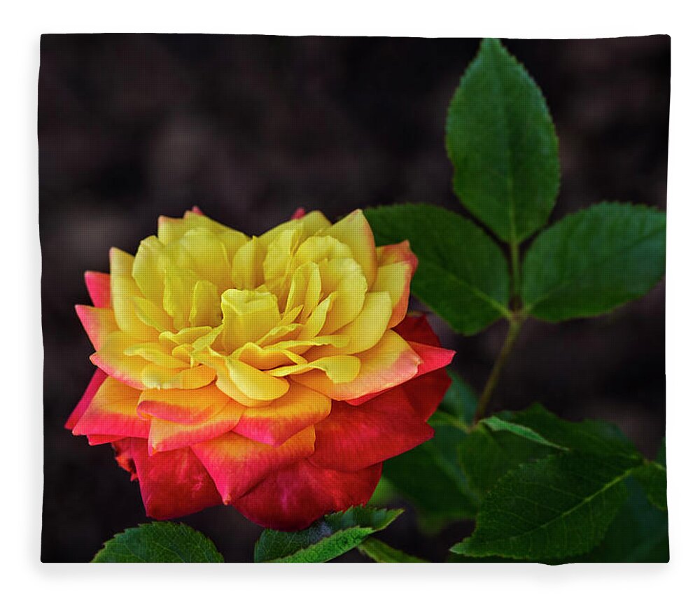 Flower Fleece Blanket featuring the photograph A Rose by Michael McKenney