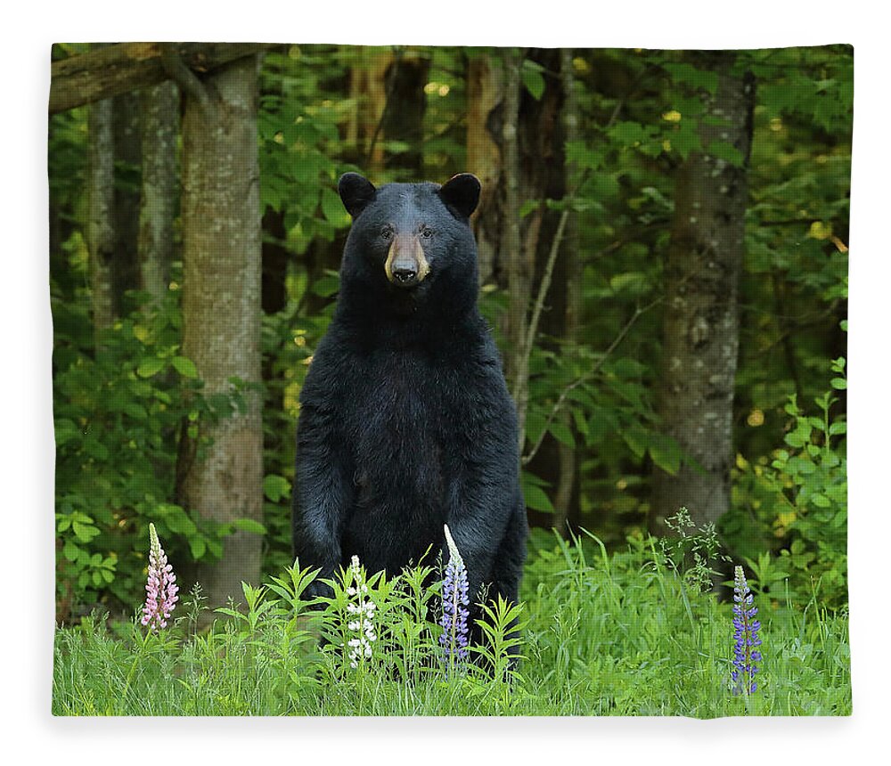 Bear Fleece Blanket featuring the photograph A Surprise in the Lupine by Duane Cross