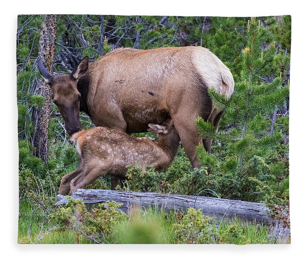 Elk Calf Fleece Blanket featuring the photograph A Sweet Moment In Time by Mindy Musick King