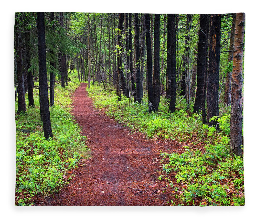 Forest Fleece Blanket featuring the photograph A walk in the Forest by Bill Cubitt
