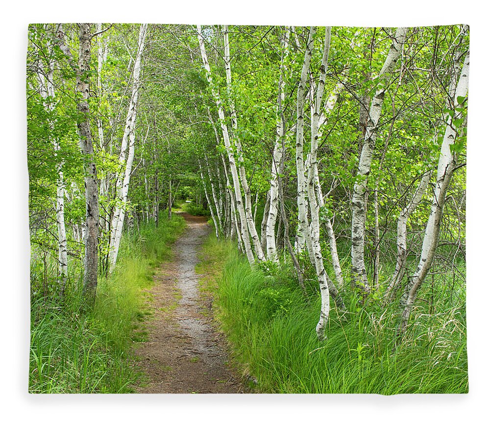 Acadia National Park Fleece Blanket featuring the photograph A Walk in the Woods by Holly Ross