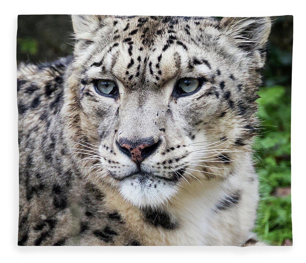 Leopard Fleece Blanket featuring the photograph Adult snow leopard portrait by Jane Rix