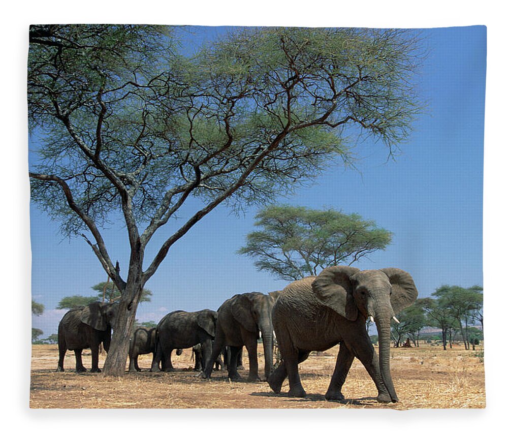 Mp Fleece Blanket featuring the photograph African Elephant Loxodonta Africana by Gerry Ellis