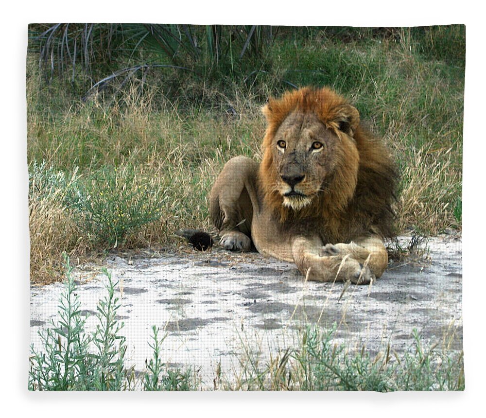 Karen Zuk Rosenblatt Art And Photography Fleece Blanket featuring the photograph African Lion by Karen Zuk Rosenblatt