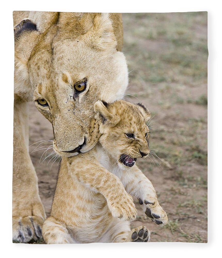 00761319 Fleece Blanket featuring the photograph African Lion Mother Picking Up Cub by Suzi Eszterhas