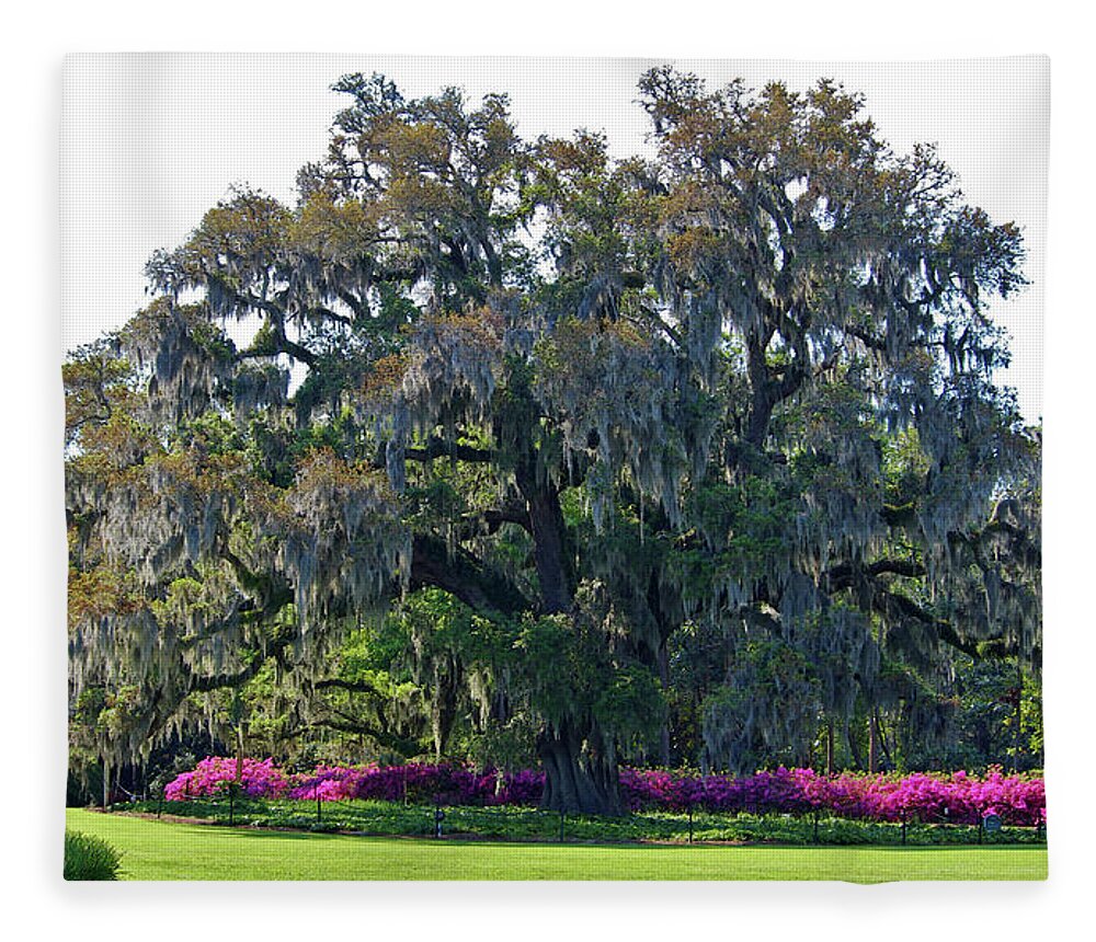 Live Oak Fleece Blanket featuring the photograph Airlie Oak In The Spring by Cynthia Guinn