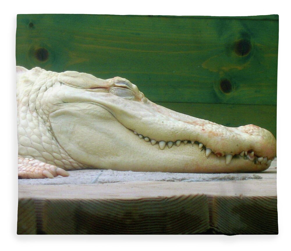 Alligator Fleece Blanket featuring the photograph Albino Alligator by Denise Keegan Frawley