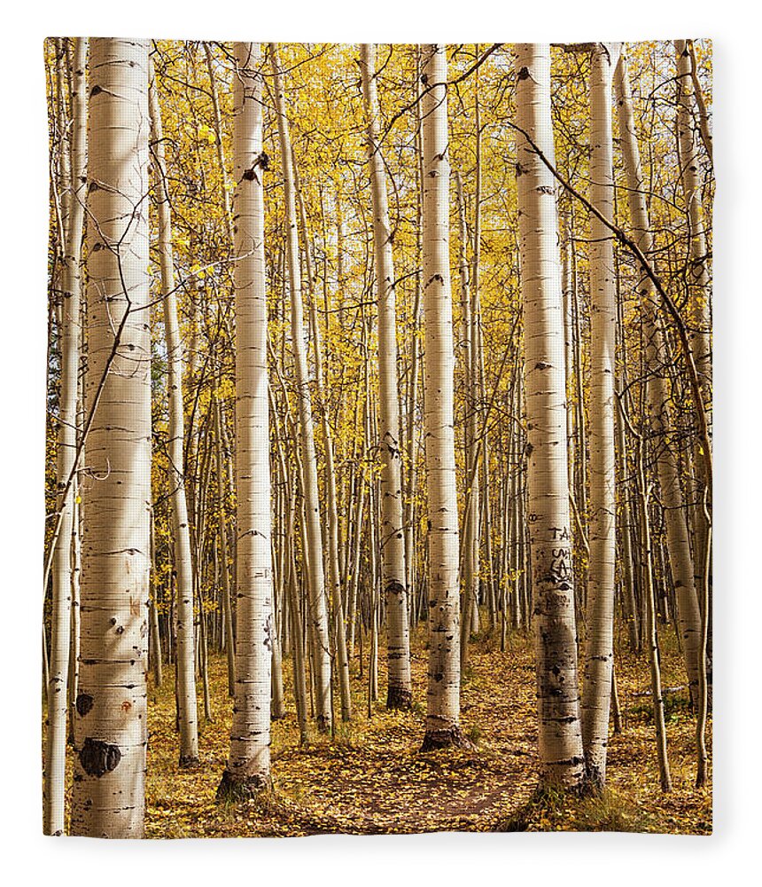 Colorado Trail Fleece Blanket featuring the photograph All Aspen 2 by Marilyn Hunt
