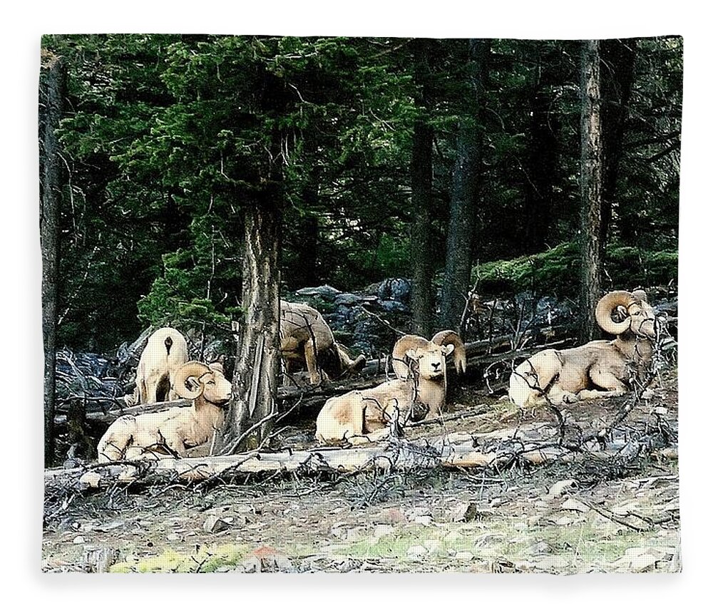 Big Horn Sheep Fleece Blanket featuring the photograph All in a row Photograph by Kimberly Walker