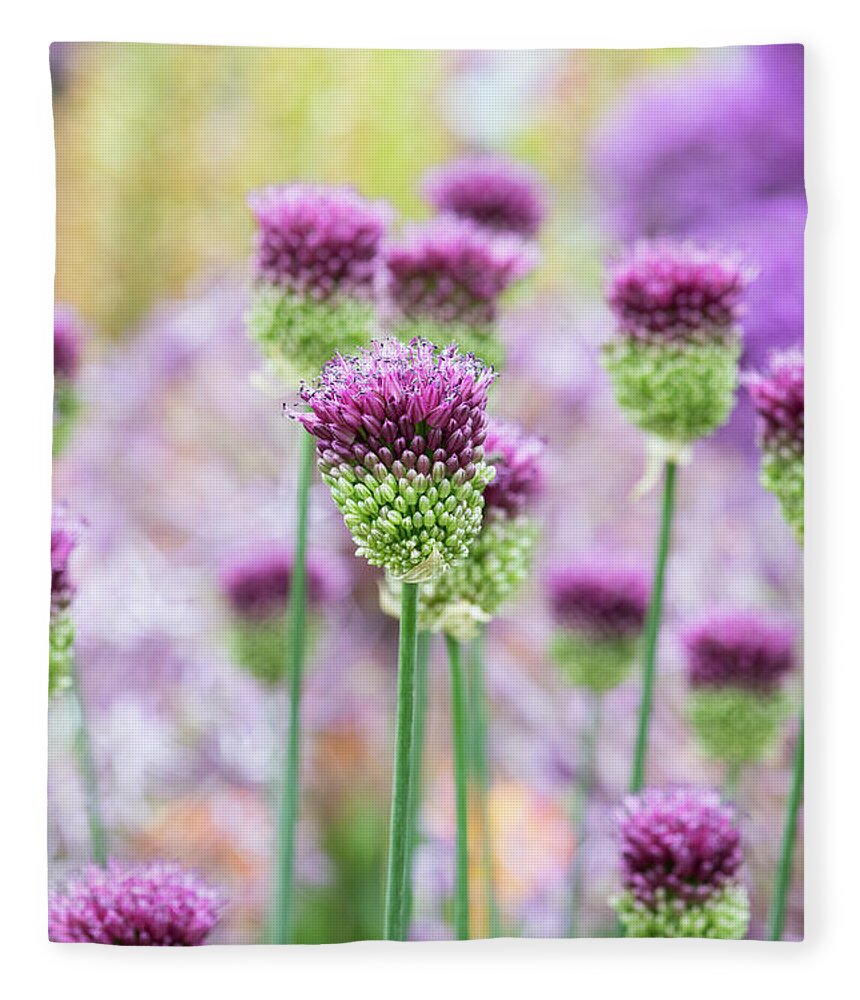 Allium Sphaerocephalon Fleece Blanket featuring the photograph Allium Sphaerocephalon by Tim Gainey
