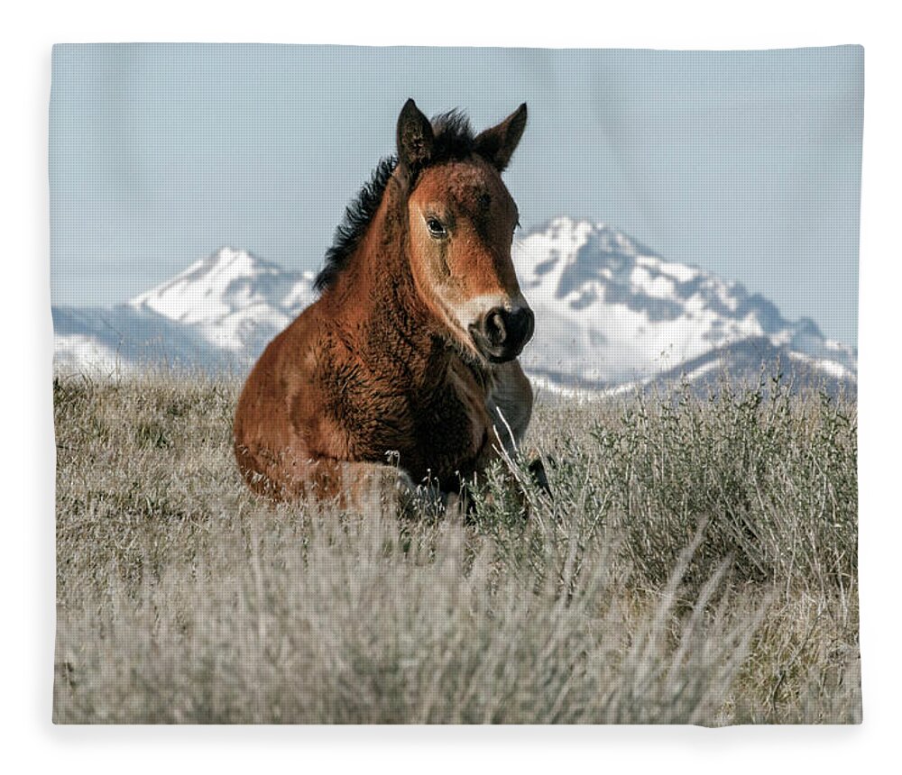  Fleece Blanket featuring the photograph Alpine foal by John T Humphrey