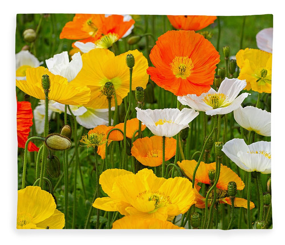 Poppies Fleece Blanket featuring the photograph Alpine poppies by Louise Heusinkveld