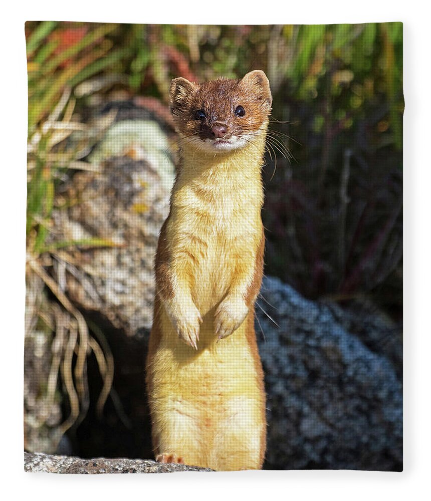 Long-tailed Weasel Fleece Blanket featuring the photograph Alpine Tundra Weasel #3 by Mindy Musick King