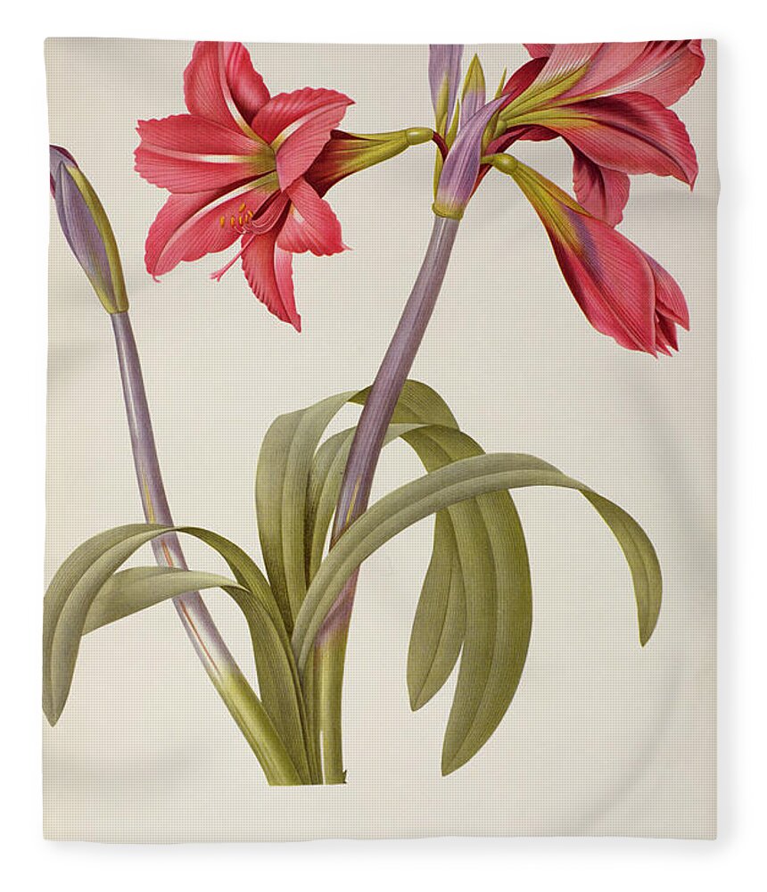 Amaryllis Fleece Blanket featuring the drawing Amaryllis Brasiliensis by Pierre Redoute