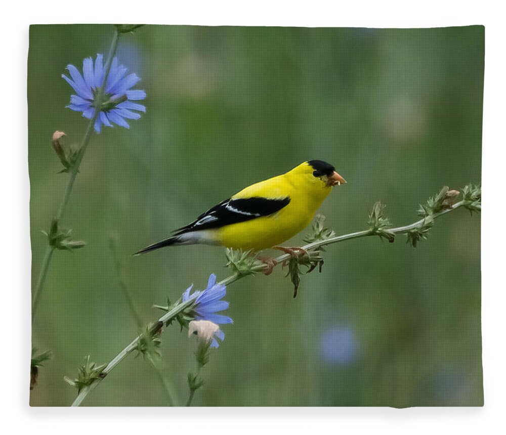 American Goldfinch Fleece Blanket featuring the photograph American Goldfinch   by Holden The Moment