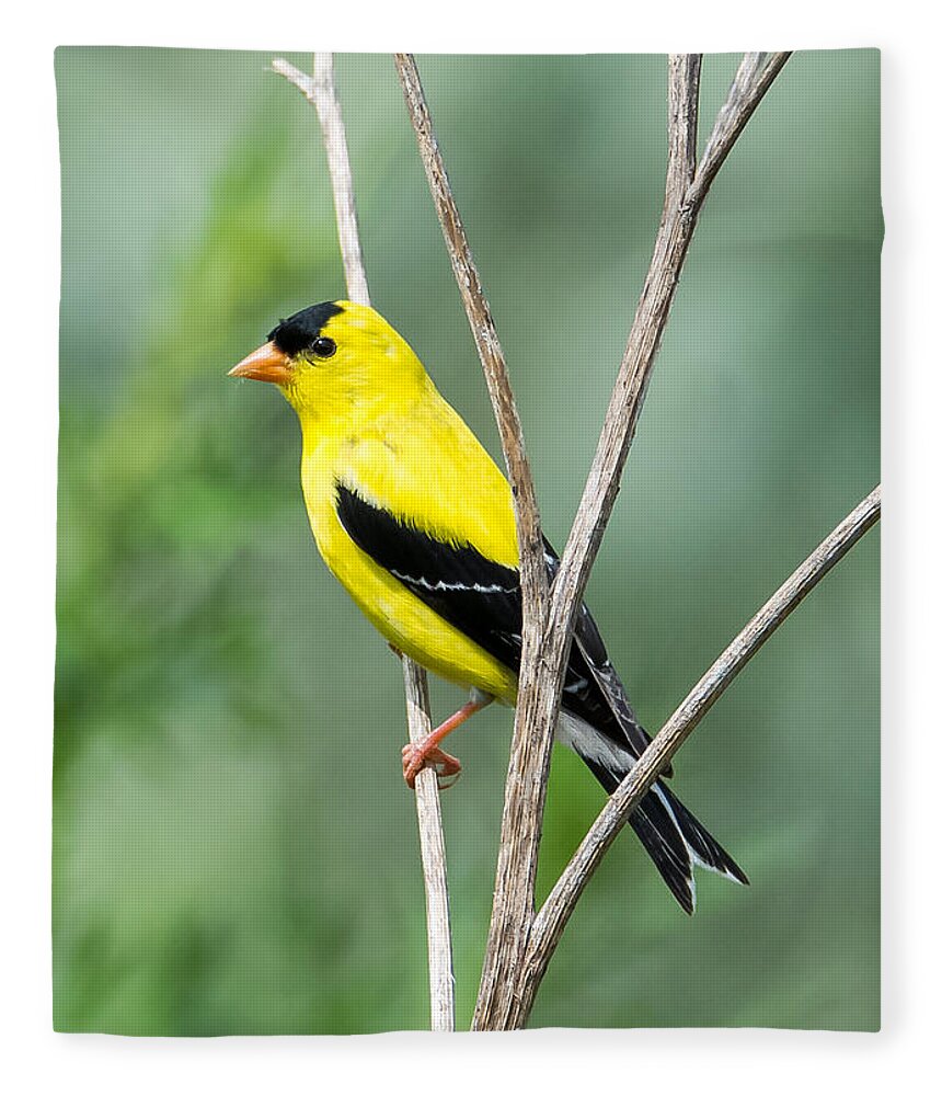 American Goldfinch Fleece Blanket featuring the photograph American Goldfinch  by Holden The Moment
