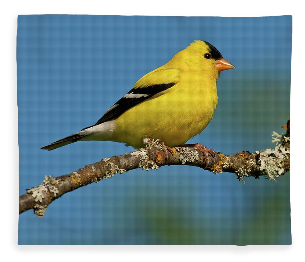 American Goldfinch Fleece Blanket featuring the photograph American Goldfinch Perched in a Tree by Jeff Goulden