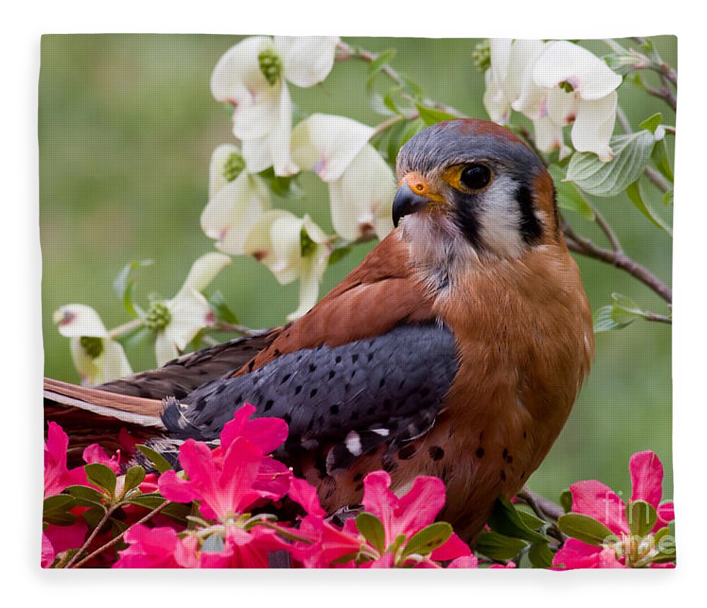 American Fleece Blanket featuring the photograph American Kestrel in the Springtime by Jill Lang