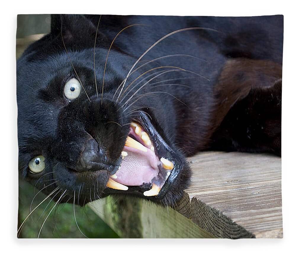 Angry Black Panther Fleece Blanket by Kenneth Albin - Pixels