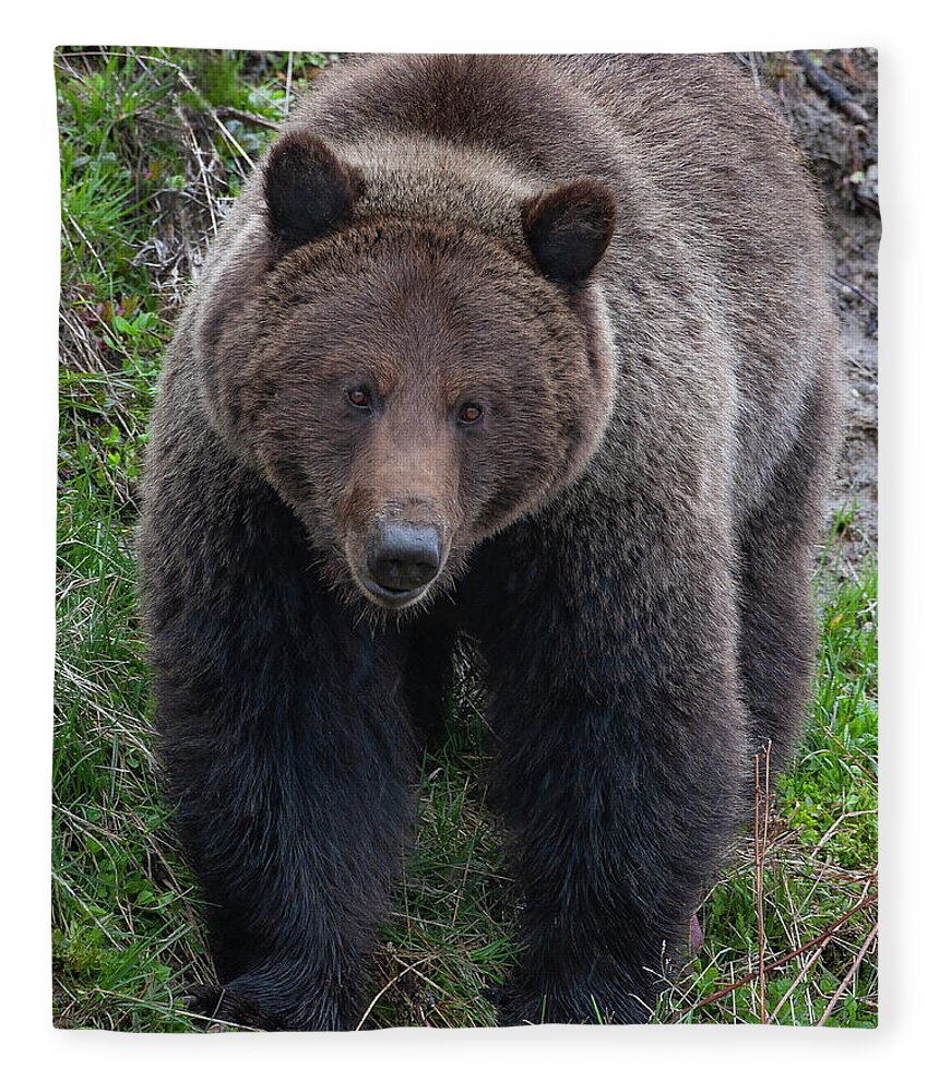 Mark Miller Photos Fleece Blanket featuring the photograph Approaching Grizzly by Mark Miller
