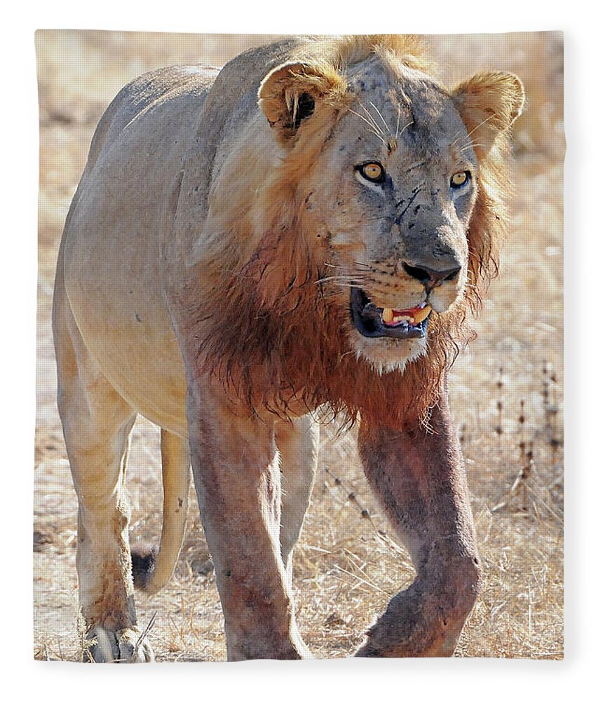 Lion Fleece Blanket featuring the photograph Approaching Lion by Ted Keller