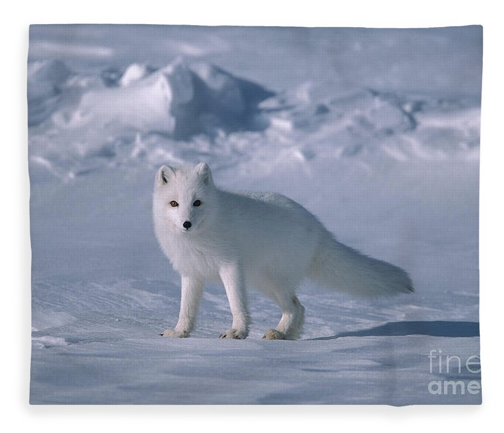 00342970 Fleece Blanket featuring the photograph Arctic Fox on the North Slope by Yva Momatiuk John Eastcott