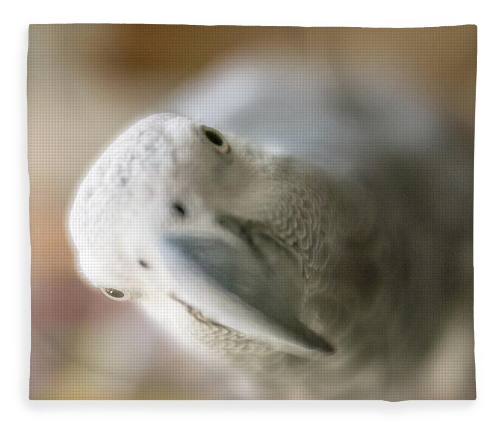 African Grey Fleece Blanket featuring the photograph Are You Looking AT Me by Jennifer Grossnickle