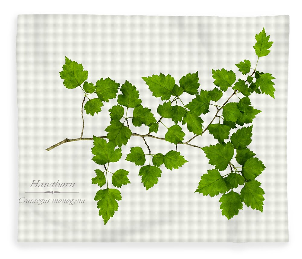 Leaves Fleece Blanket featuring the photograph Hawthorn by Christina Rollo