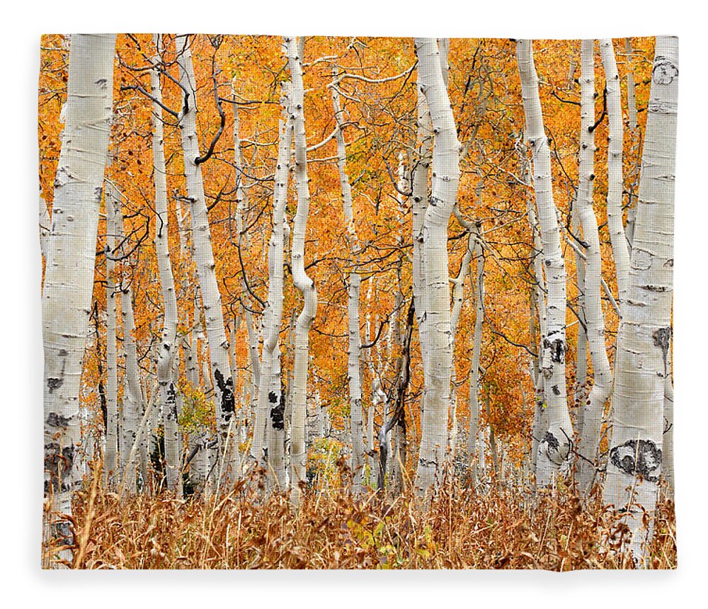 Aspen Fleece Blanket featuring the photograph Aspen Forest in Fall by Brett Pelletier