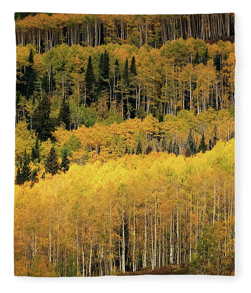 Colorado Fleece Blanket featuring the photograph Aspen Groves by Doug Sturgess