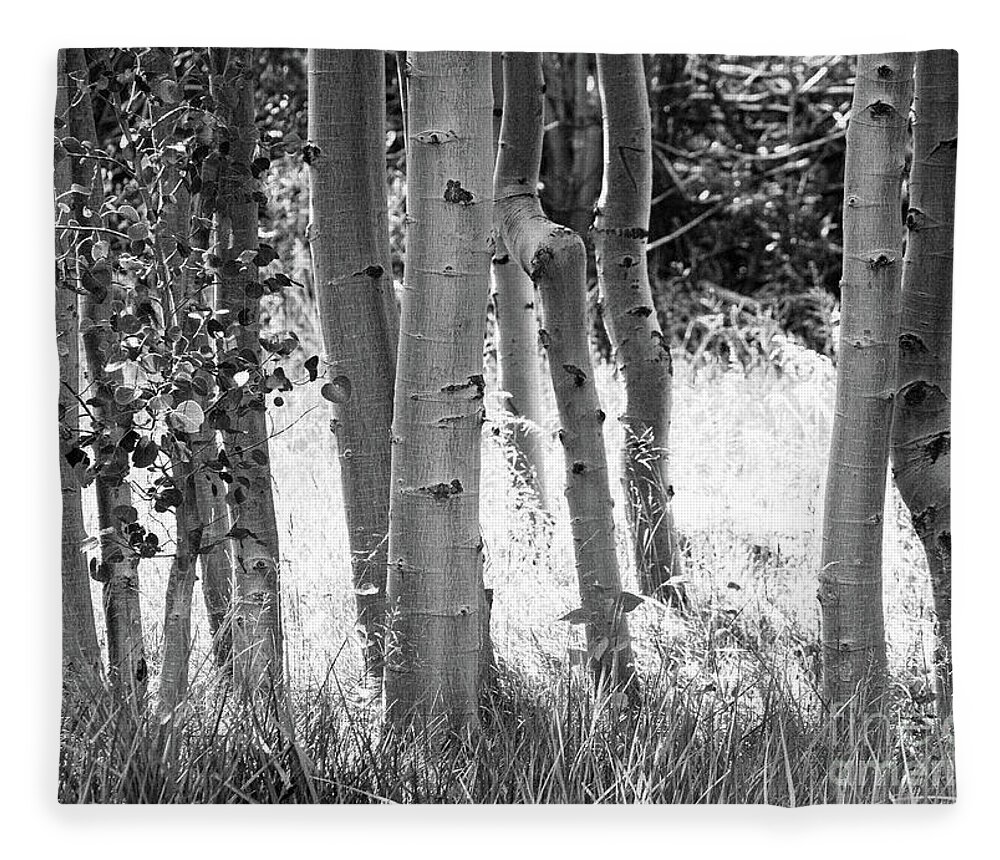 Aspes Fleece Blanket featuring the photograph Aspen Trunks by Anthony Michael Bonafede