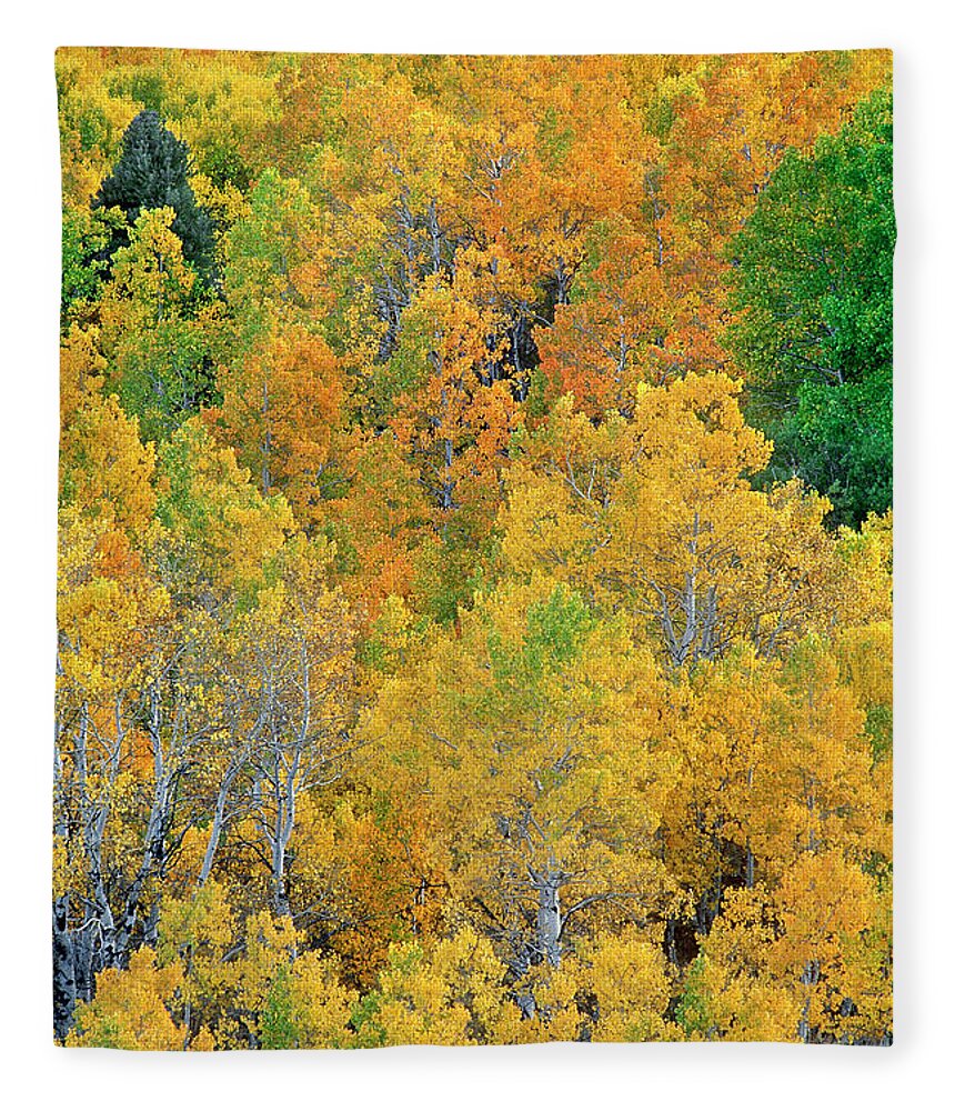 North America Fleece Blanket featuring the photograph Aspens in Fall Eastern Sierras California by Dave Welling