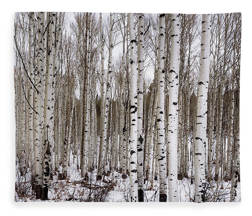 Aspen Fleece Blanket featuring the photograph Aspens In Winter - Colorado by Brian Harig