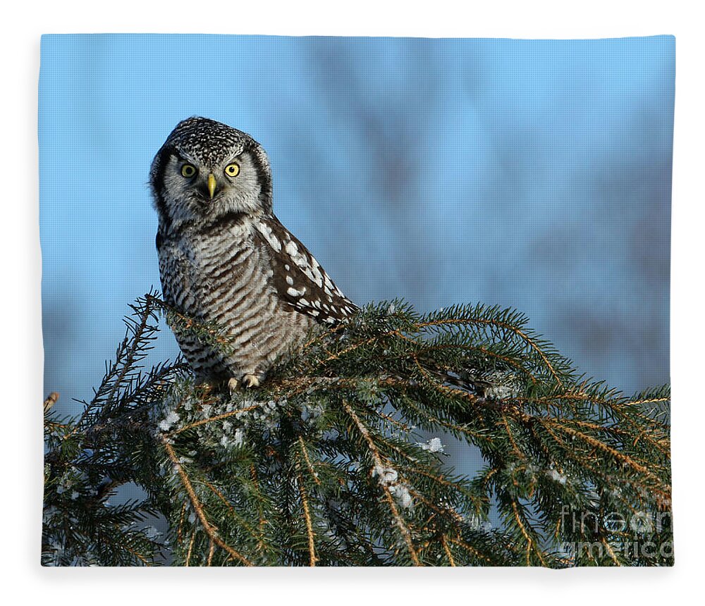 Owl Fleece Blanket featuring the photograph Atop a fallen branch by Heather King
