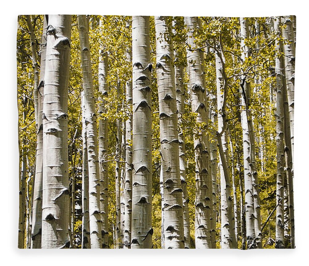 3scape Photos Fleece Blanket featuring the photograph Autumn Aspens by Adam Romanowicz