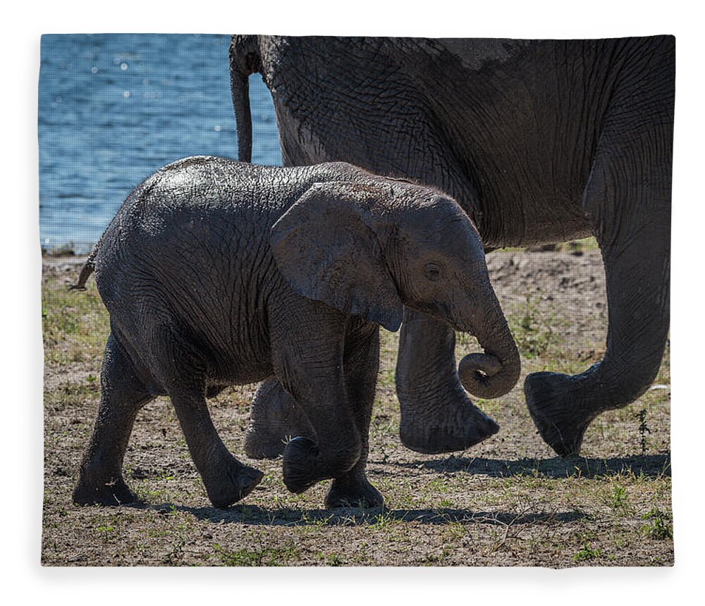 Baby Elephant Walking With Mother Beside River Fleece Blanket For Sale By Ndp