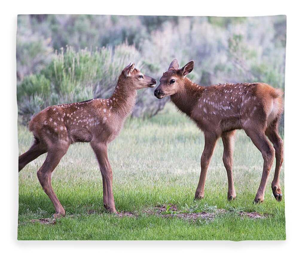 Elk Fleece Blanket featuring the photograph Baby Elk by Wesley Aston