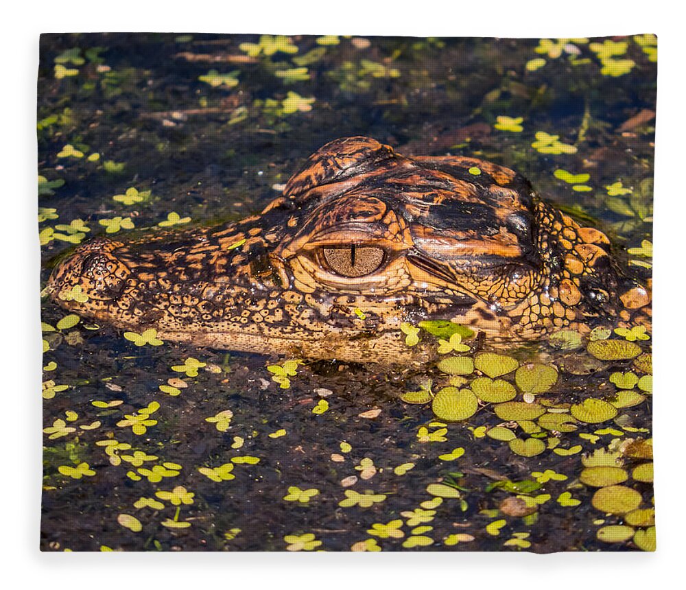 Alligator Fleece Blanket featuring the photograph Baby gator and duckweed by Zina Stromberg