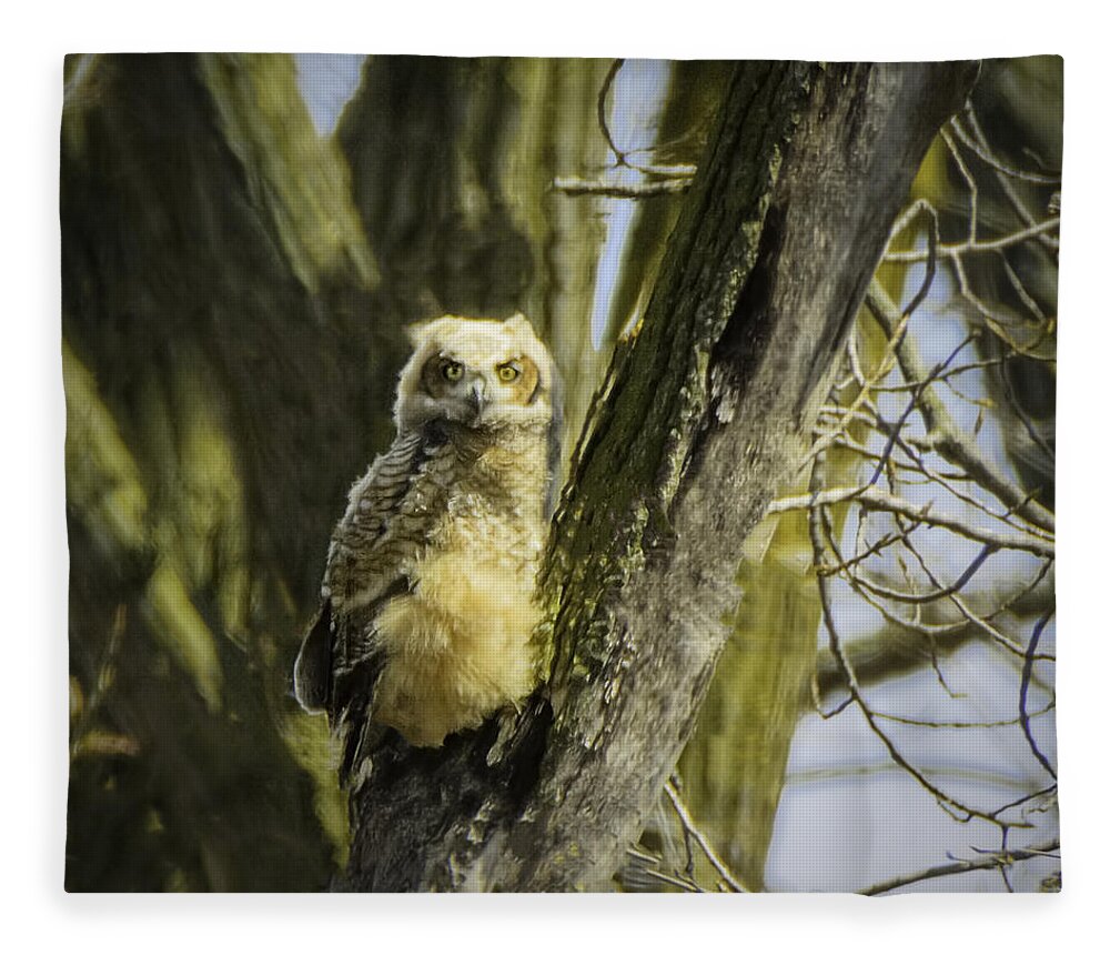 Great Horned Owl Fleece Blanket featuring the photograph Baby Great Horned Owl by LeeAnn McLaneGoetz McLaneGoetzStudioLLCcom
