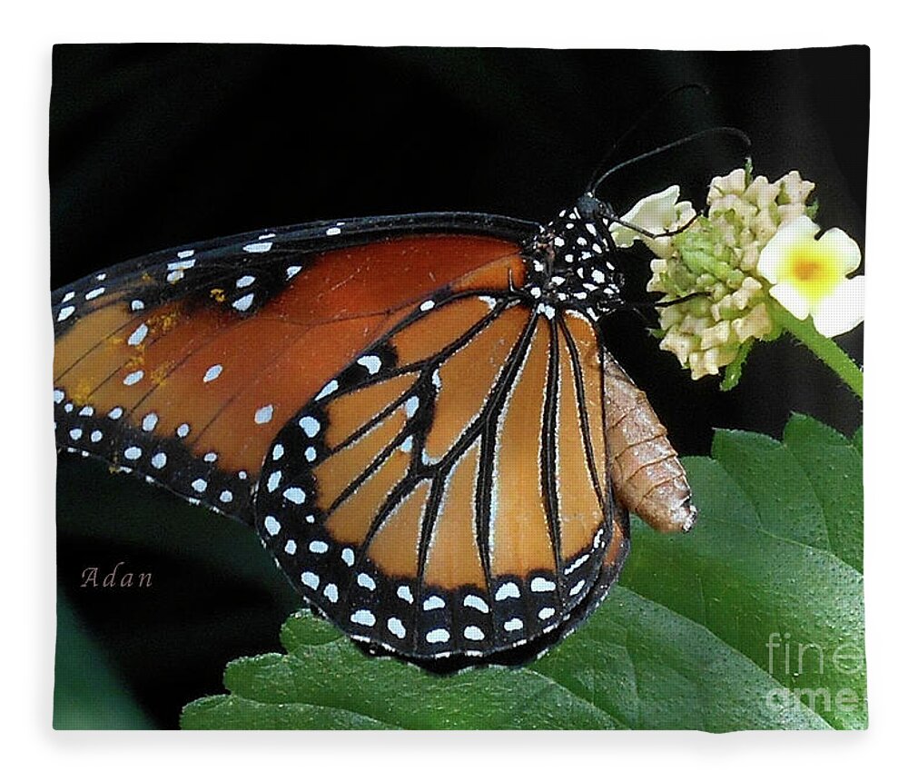 Baby Monarch Butterfly Fleece Blanket featuring the photograph Baby Monarch Macro by Felipe Adan Lerma