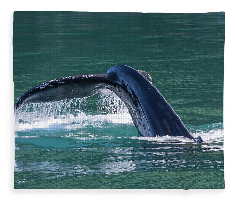 Humpback Fleece Blanket featuring the photograph Baby Whale Tail by David Kirby