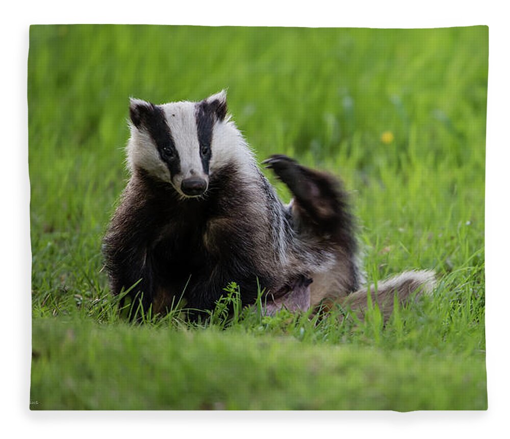 Badger Fleece Blanket featuring the photograph Badger scratching his back by Torbjorn Swenelius