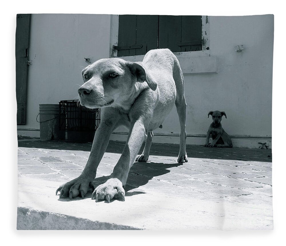Dog Fleece Blanket featuring the photograph Bahamas Dog by Becqi Sherman