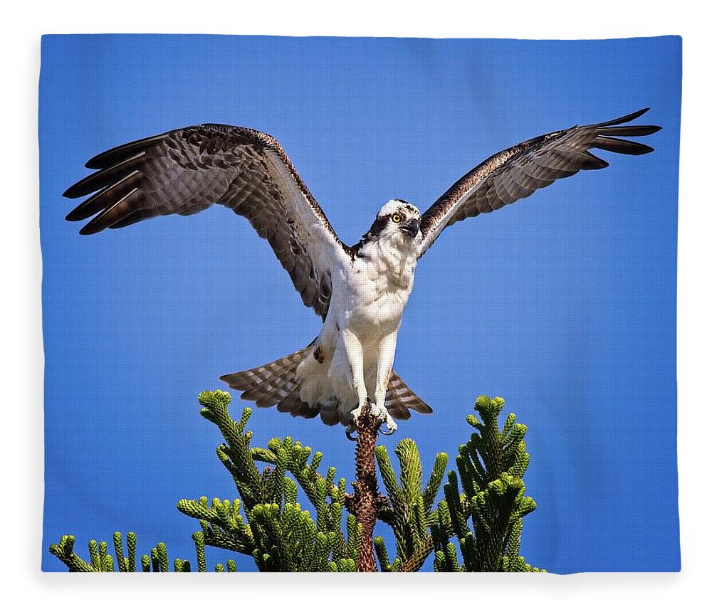 Osprey Fleece Blanket featuring the photograph Balancing Osprey by Ronald Lutz