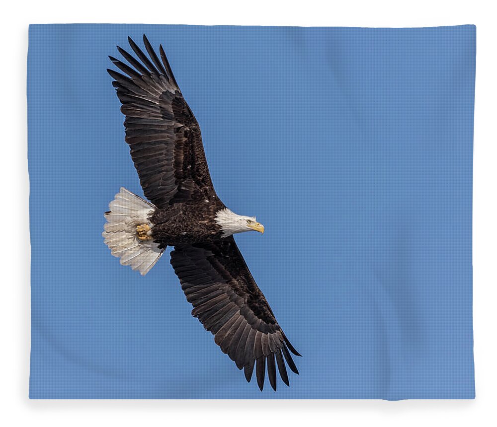 American Bald Eagle Fleece Blanket featuring the photograph Bald Eagle 2018-1 by Thomas Young