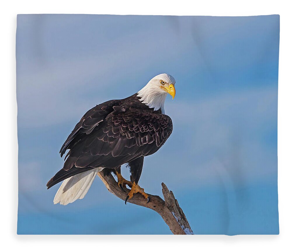 Bald Eagle Fleece Blanket featuring the photograph Bald Eagle Majesty by Mark Miller