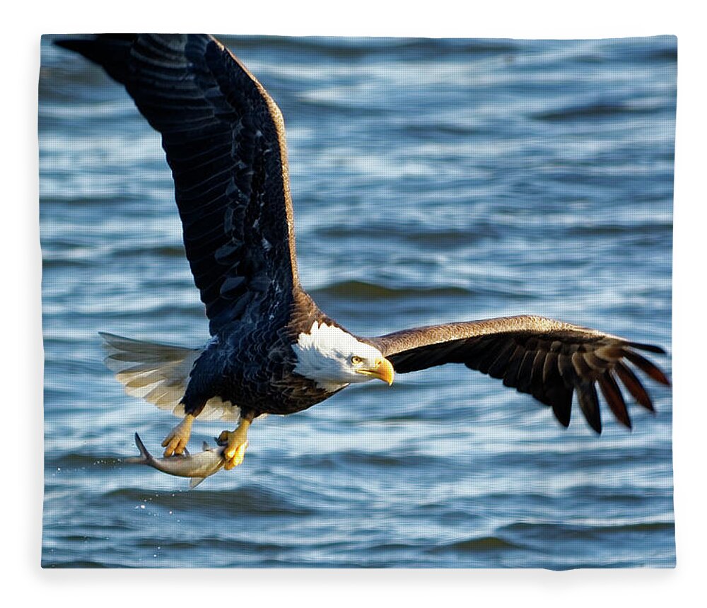 Bald Eagle Fleece Blanket featuring the photograph Bald eagle with fish by Peter Ponzio