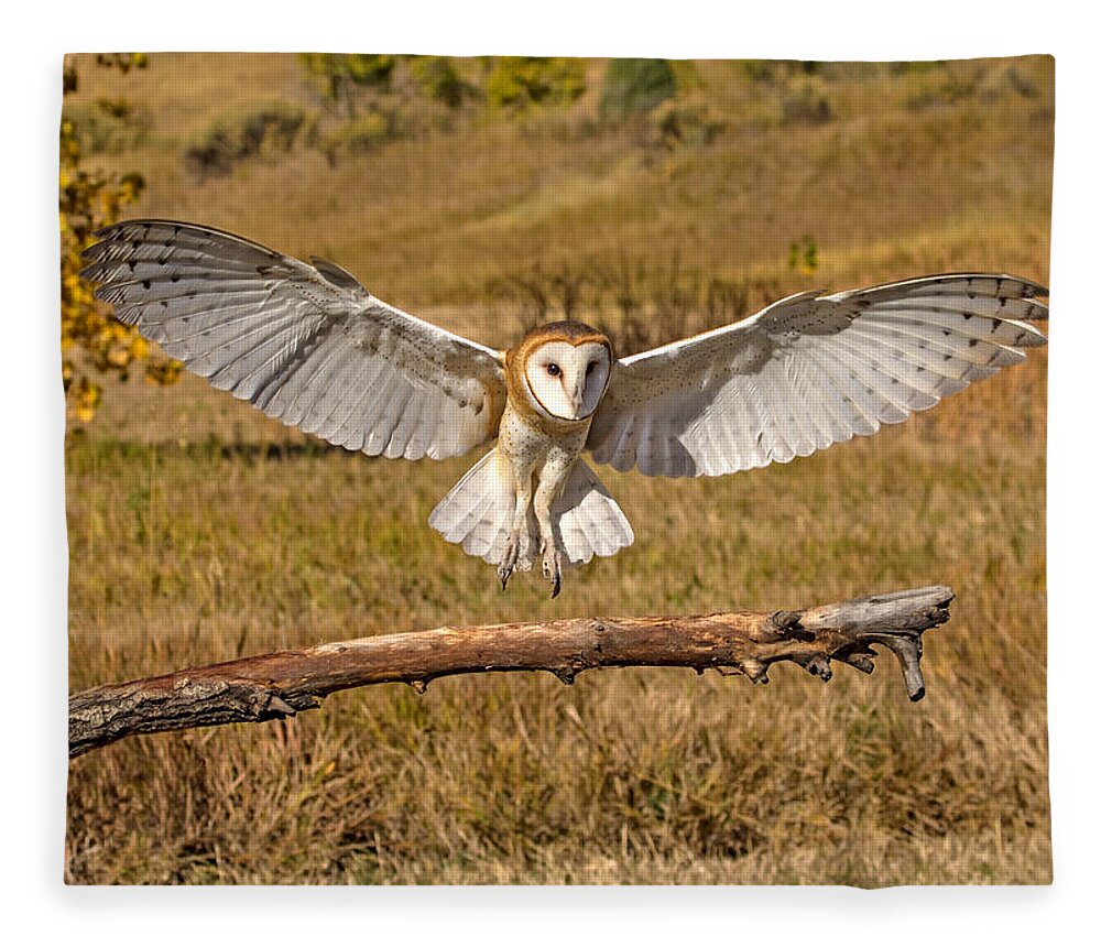 Barn Owl Fleece Blanket featuring the photograph Barn Owl Landing by Dawn Key