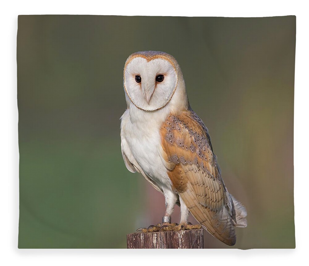 Barn Fleece Blanket featuring the photograph Barn Owl Perched by Pete Walkden