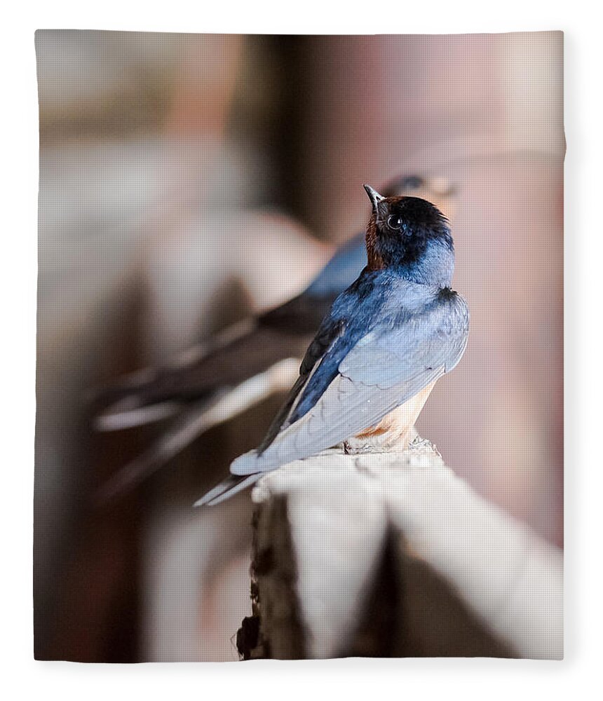 Barn Swallows Fleece Blanket featuring the photograph Barn Swallows by Holden The Moment